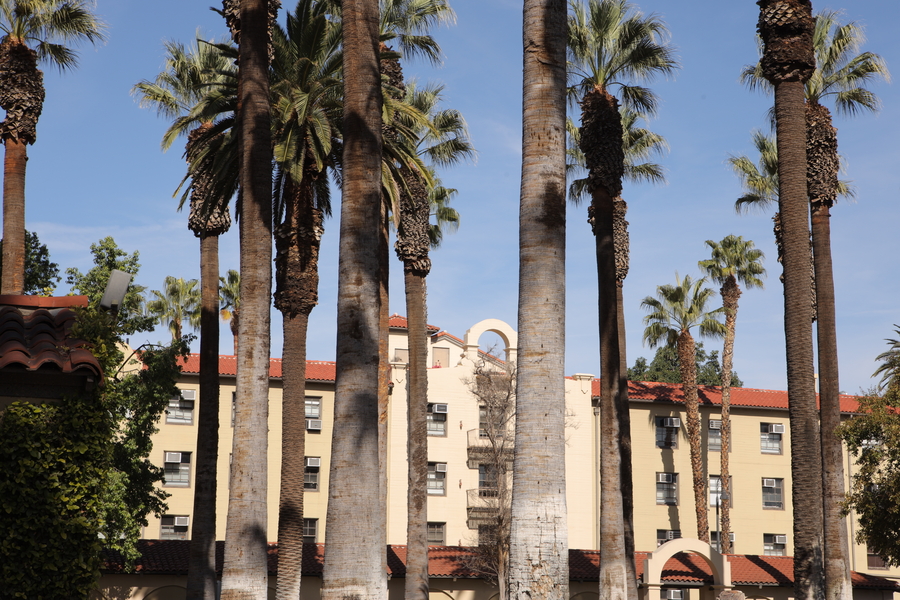palm trees in front of the james building