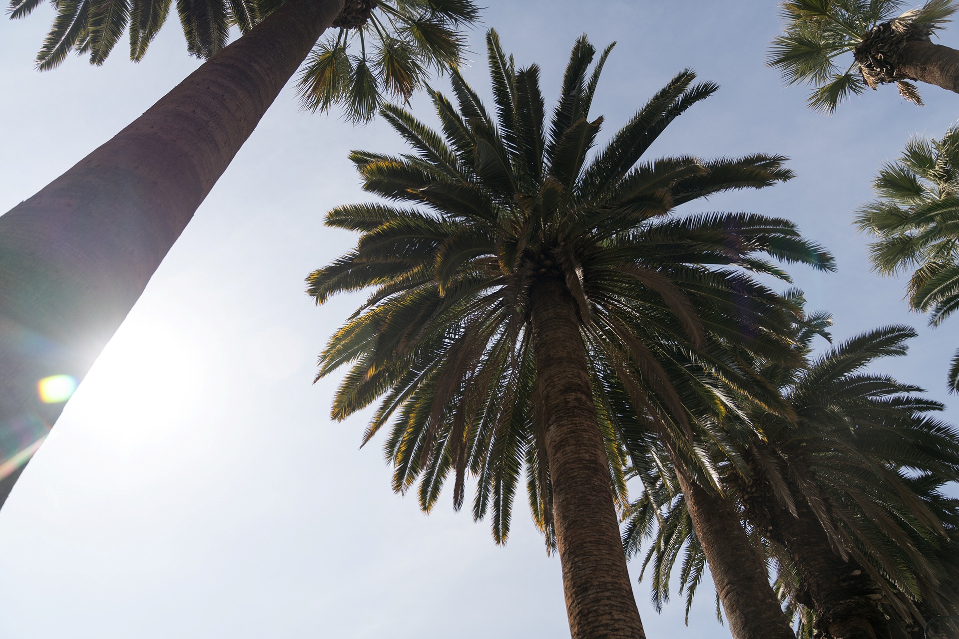Palm Drive