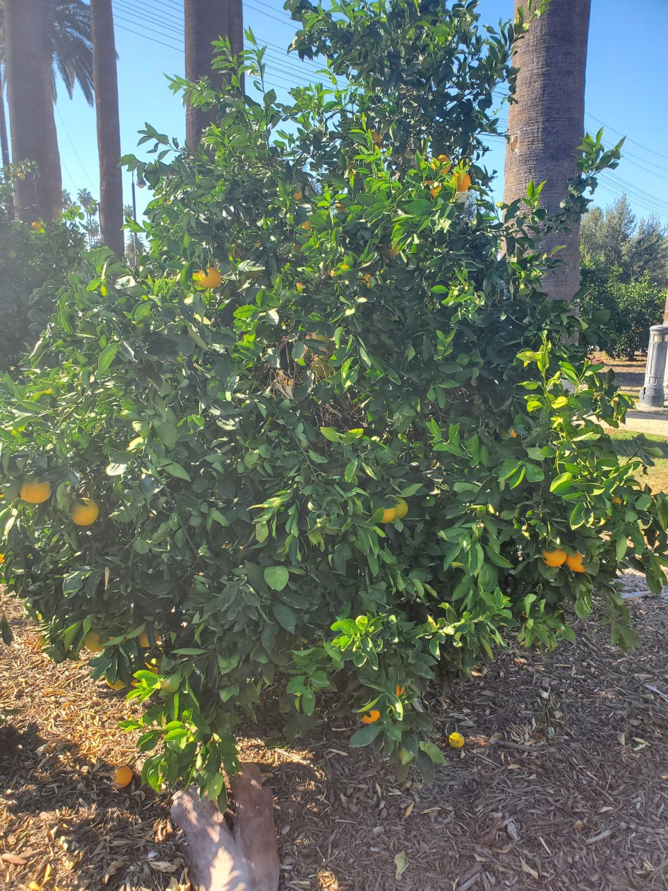 citrus tree