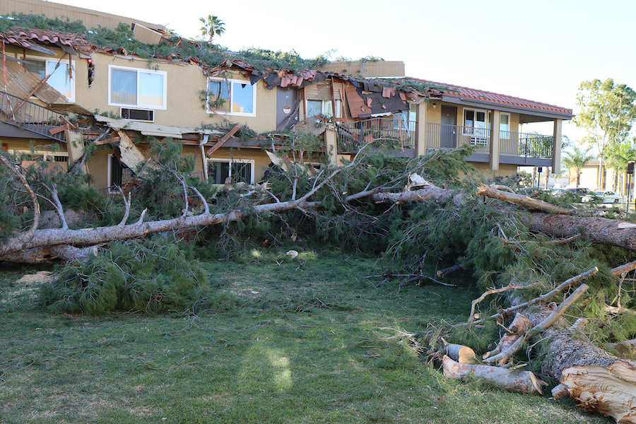 fallen tree on ground damages building