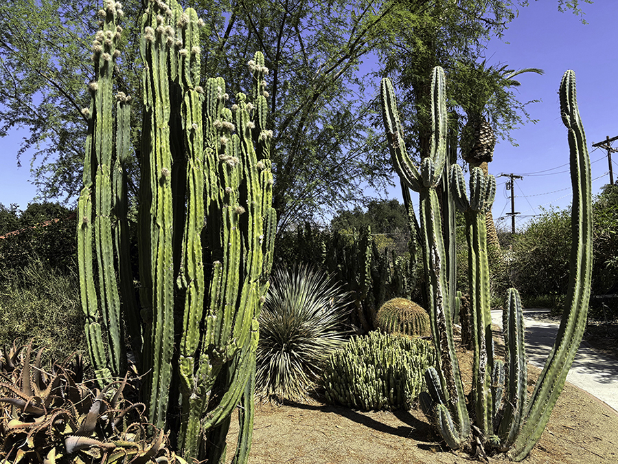 cactus garden