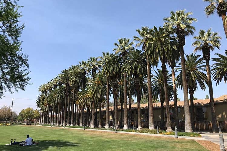 Palm trees lining a walkway on the California Baptist University campus